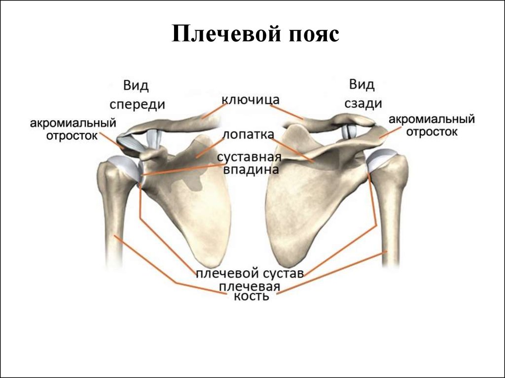 Повреждения плечевого пояса презентация