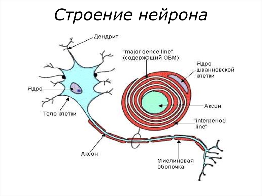 Примеры нервных клеток. Строение нервного ядра. Строение ядра нейрона. Строение ядра нервной клетки. Строение клетки нервной клетки.