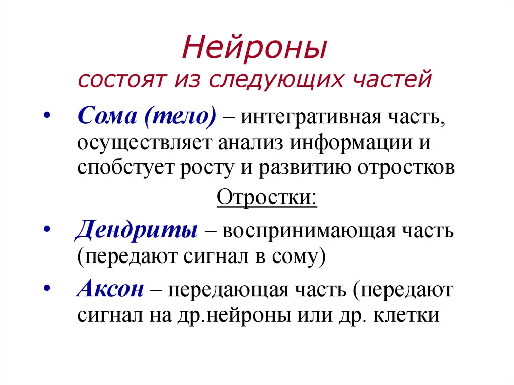 Нейрон состоит из