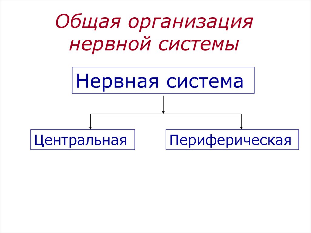 Нарисуйте схему подразделения нервной системы на центральную и периферическую 8 класс