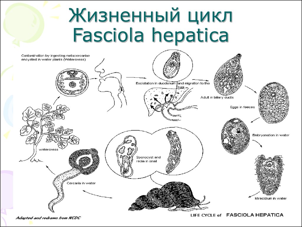 Печеночная двуустка жизненный цикл. Фасциола гепатика цикл развития. Стадии жизненного цикла Fasciola hepatica. Жизненный цикл фасциолы схема. Fasciola hepatica жизненный цикл.