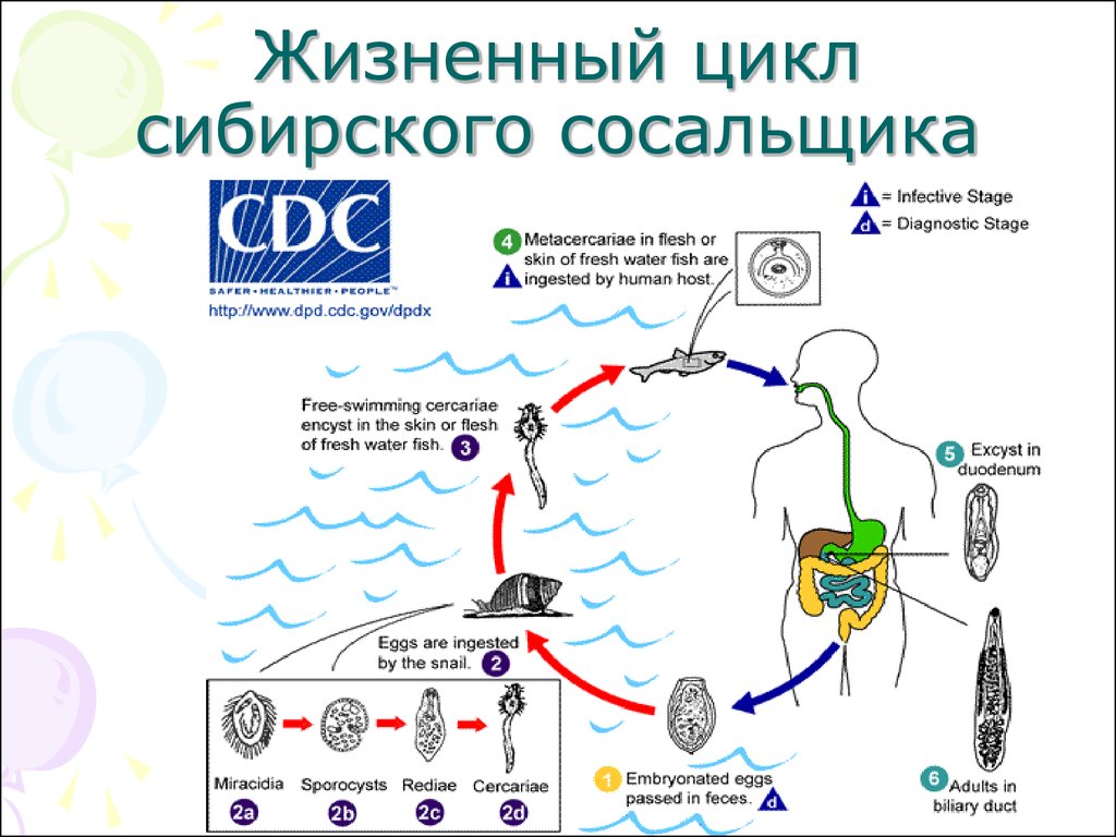 Легочный сосальщик схема