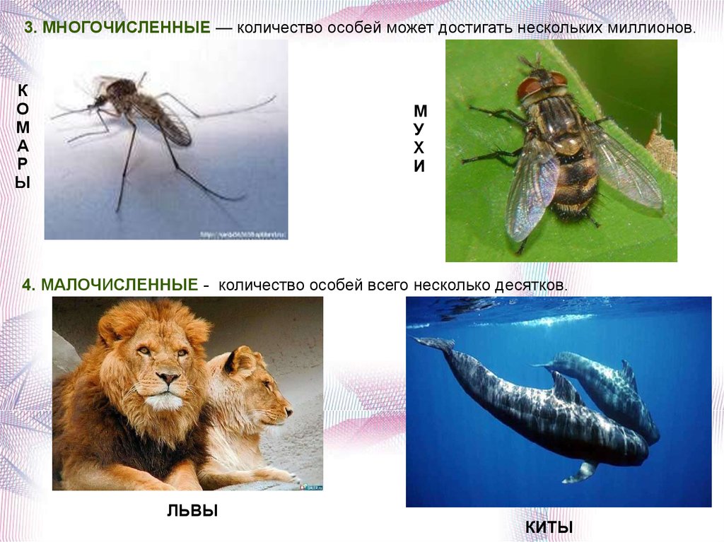 Сколько специальный. Малочисленные популяции. Малочисленные виды примеры. Малочисленные виды в экологии. Многочисленные популяции и малочисленные популяции.