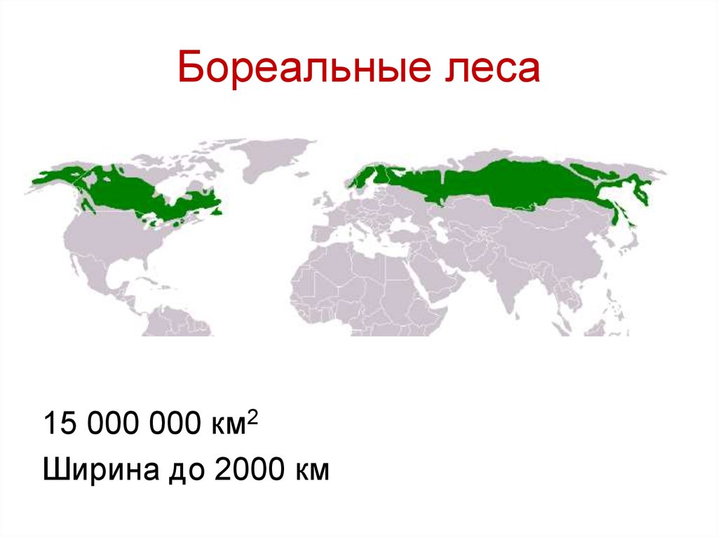 Хвойные леса на карте. Бореальные леса на карте. Бореальные хвойные леса на карте. Карта распространения хвойных лесов.