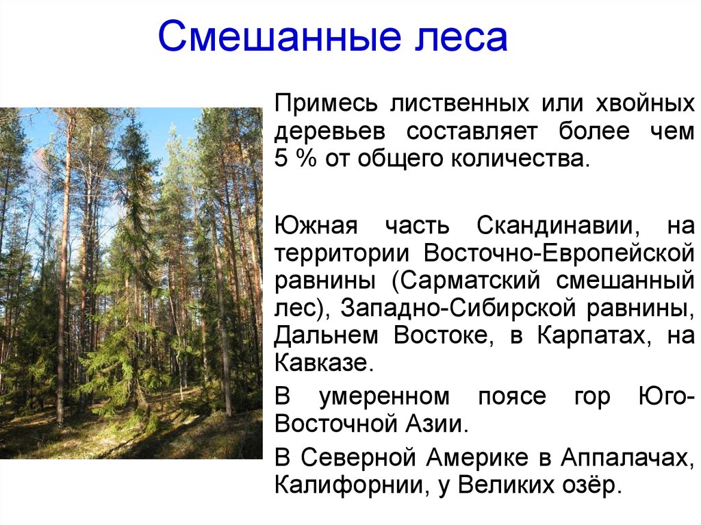 Леса занимают больше. Смешанные леса. Смешанные леса характеристика. Что такое смешанный лес определение. Характеристика смешеныхлесов.