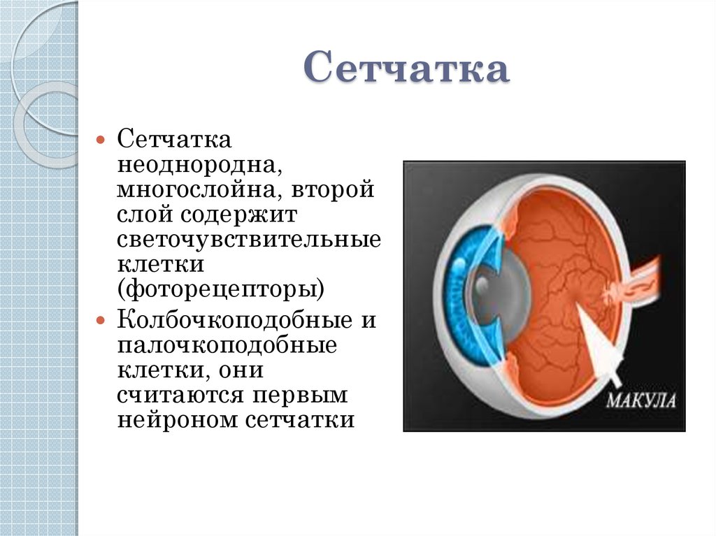 Исследование органа зрения