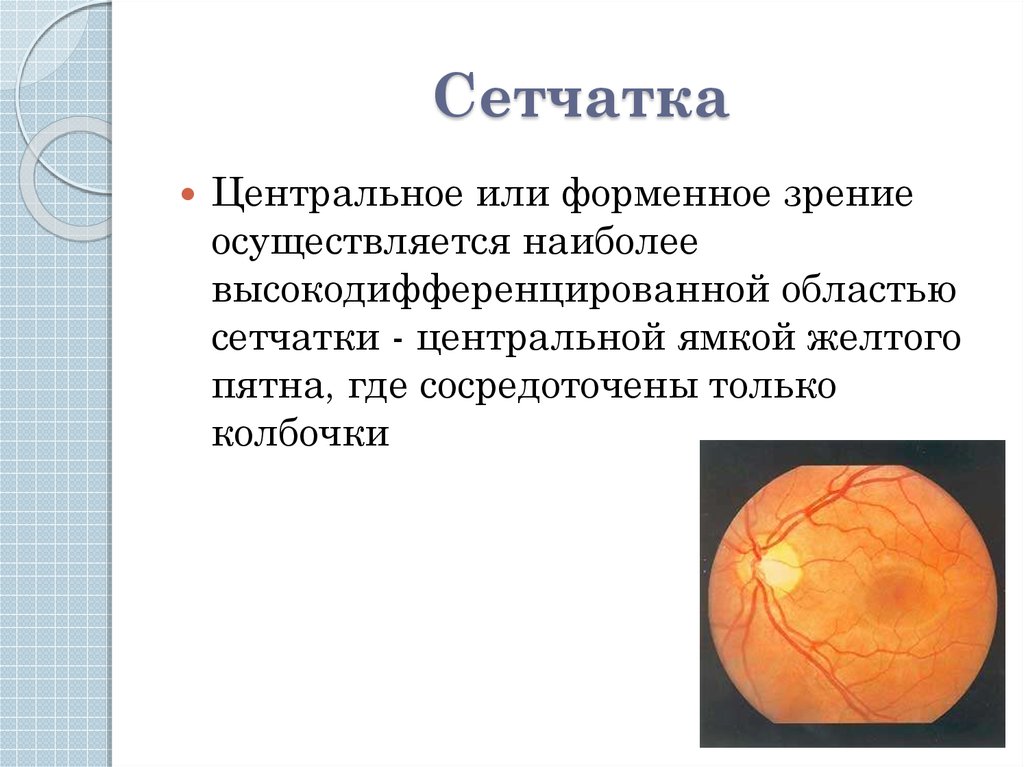 Сетчатка обеспечивает. Методы исследования сетчатки. Центральное зрение сетчатка. Центральная ямка и желтое пятно. Презентация на тему зрительные функции.