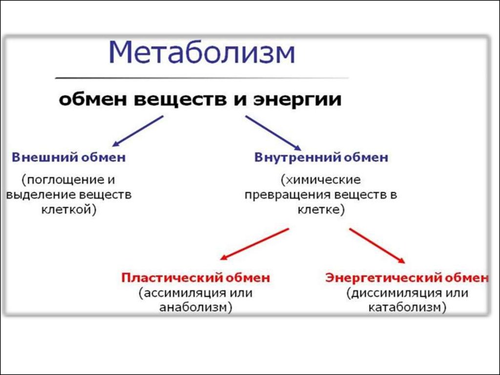 Обмен веществ видео