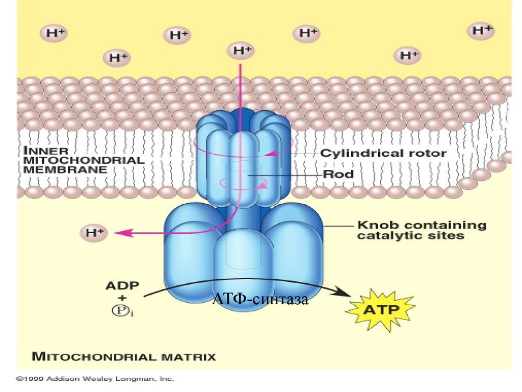 Фермент атф синтаза. АТФ синтетаза Синтез АТФ. Строение АТФ синтазного комплекса. Строение и механизм действия АТФ-синтазы. Строение и механизм протонной АТФ синтазы.