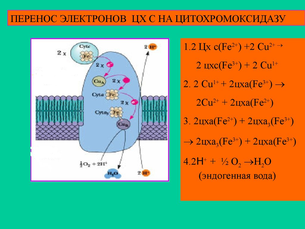 Цепь транспорта электронов. Цитохром-с-оксидаза дыхательной цепи. Перенос электронов. Цепь переноса электронов биохимия. Ингибитор цитохром с оксидазы.