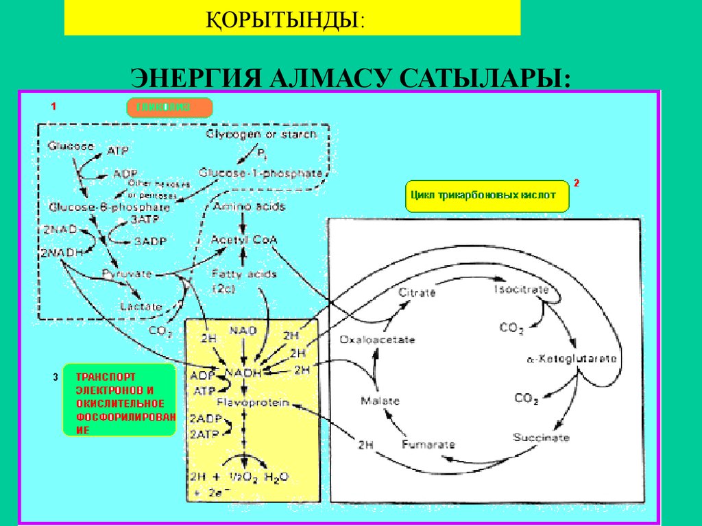 Зат алмасу презентация