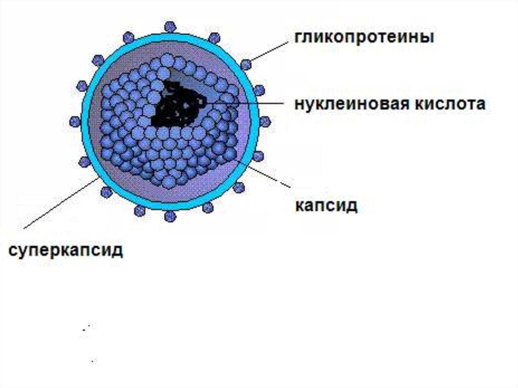 Вирусы состоят из нуклеиновой кислоты. Строение нуклеиновых кислот вирусов. Строение вируса капсид нуклеиновая кислота. Строение вируса капсид и суперкапсид. Вирион капсид.