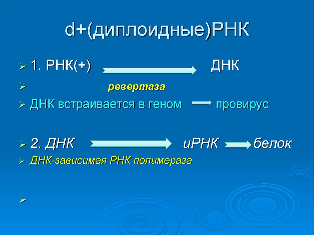 Диплоидный геном. ДНК-зависимая РНК-полимераза. РНК зависимая РНК полимераза. Диплоидные культуры.