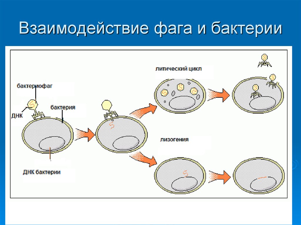 Лизогенный цикл. Взаимодействие фага с бактериальной клеткой микробиология. Схема взаимодействия бактериофага с бактериальной клеткой. Взаимодействие бактериофага с бактериальной клеткой микробиология. Фазы взаимодействия фага с бактериальной клеткой микробиология.