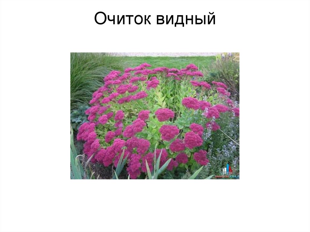 Очиток видный