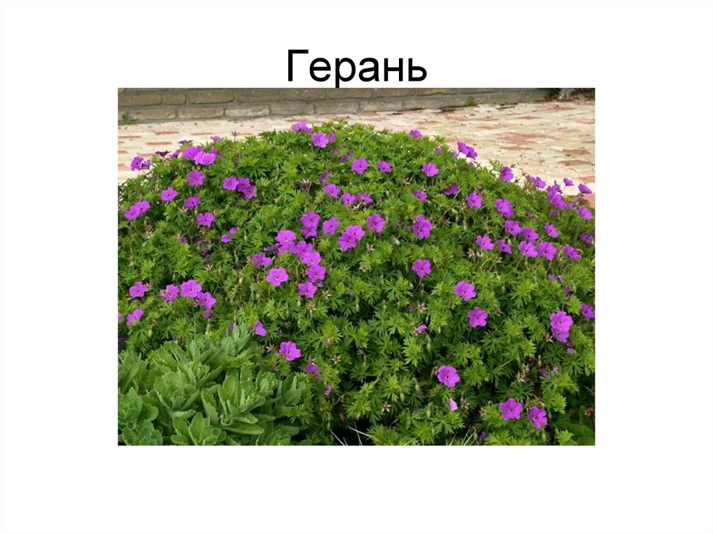 Герань