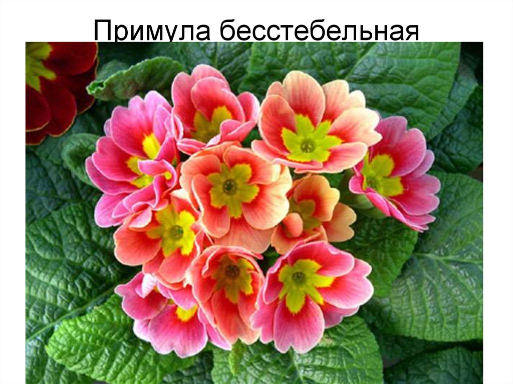 Примула бесстебельная