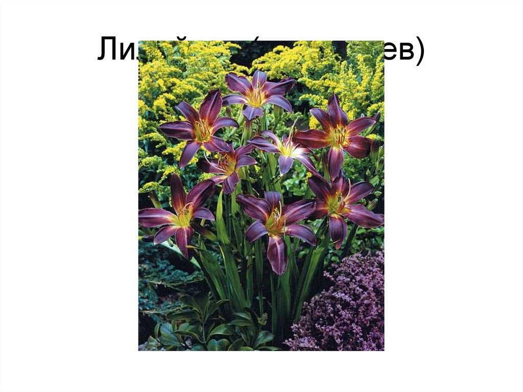 Лилейник (красоднев)