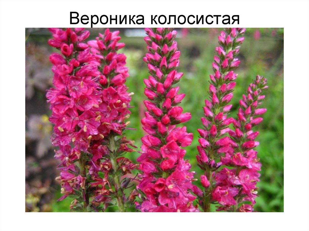 Вероника колосистая