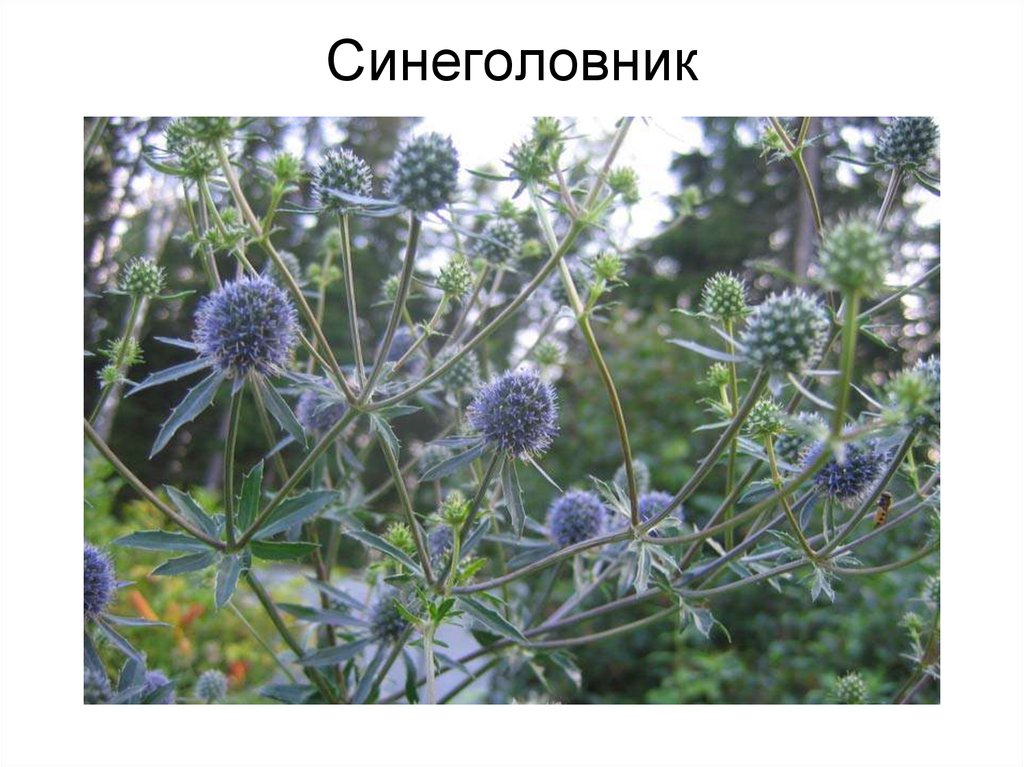 Синеголовник