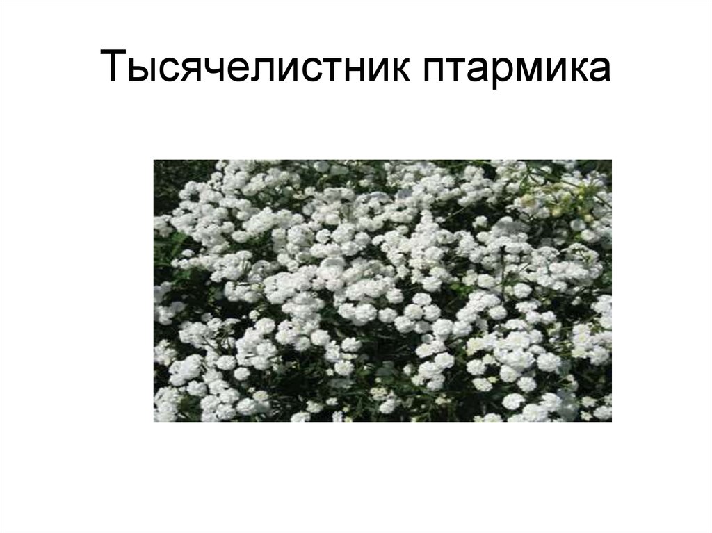 Тысячелистник птармика