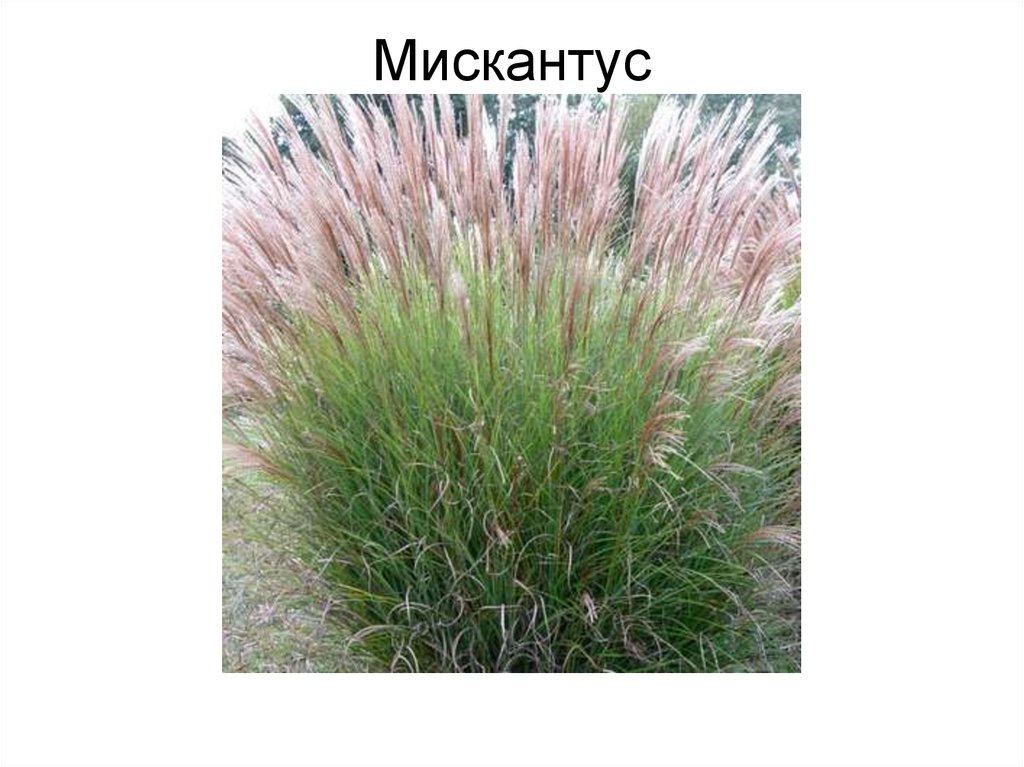 Мискантус