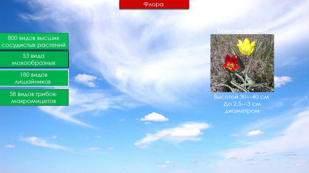 растения забайкальского края багульник. Honda vfr 800 2014. 800 видов. Honda vfr 800 fi interceptor. энциклопедия садовых растений.