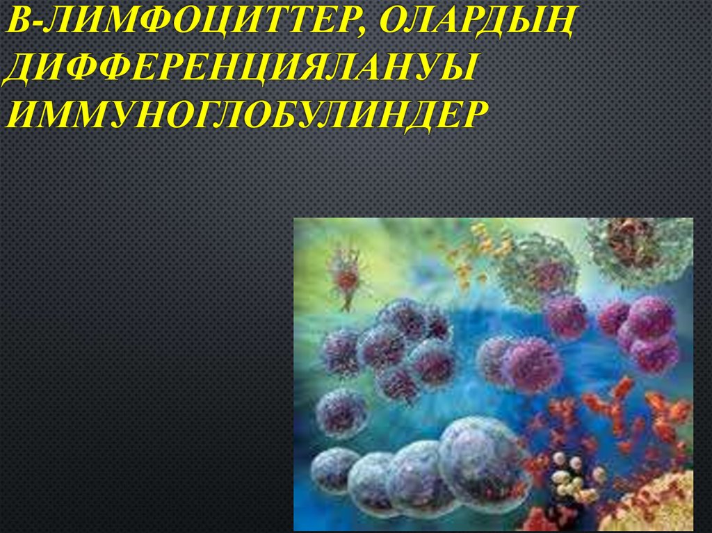 В-лимфоциттер, олардың дифференциялануы Иммуноглобулиндер