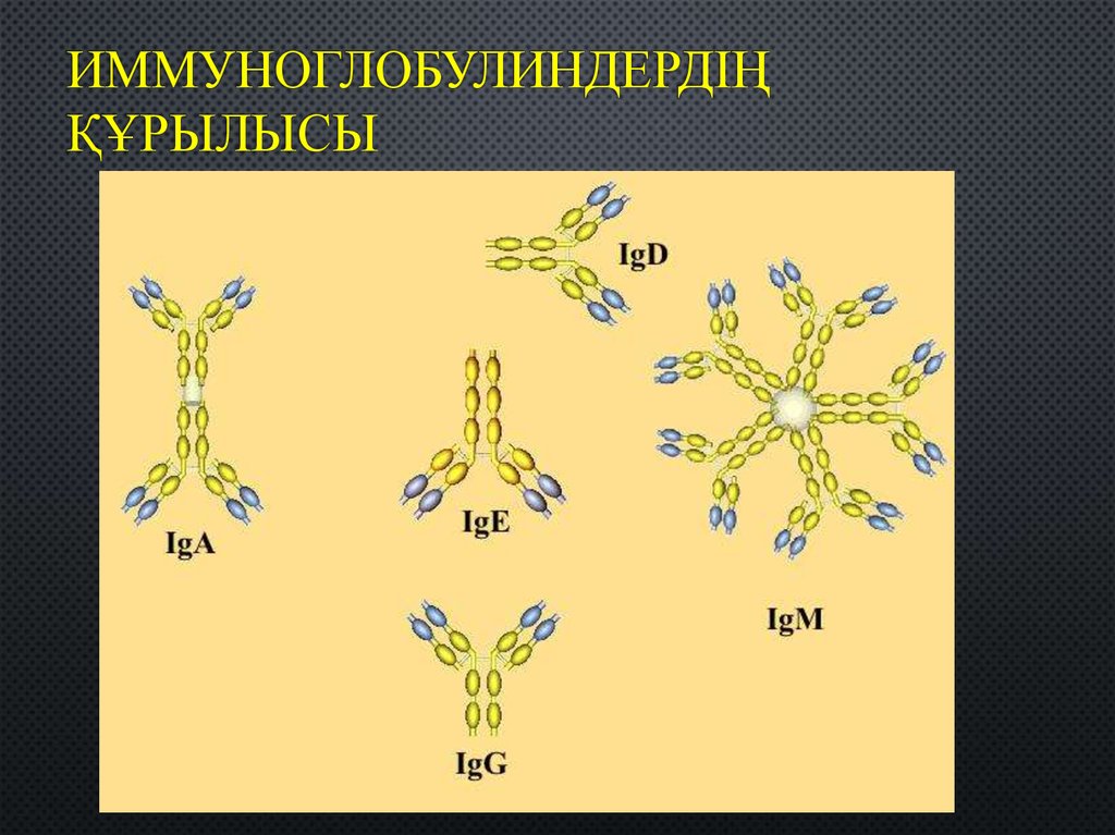 Секреторный иммуноглобулин а