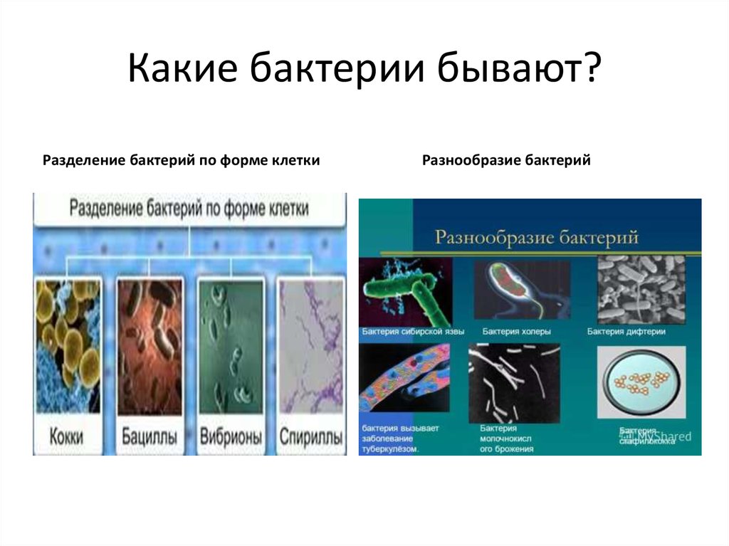 Бактерии названия. Микроорганизмы названия. Какие виды бактерий. Какие бывают микробы название.