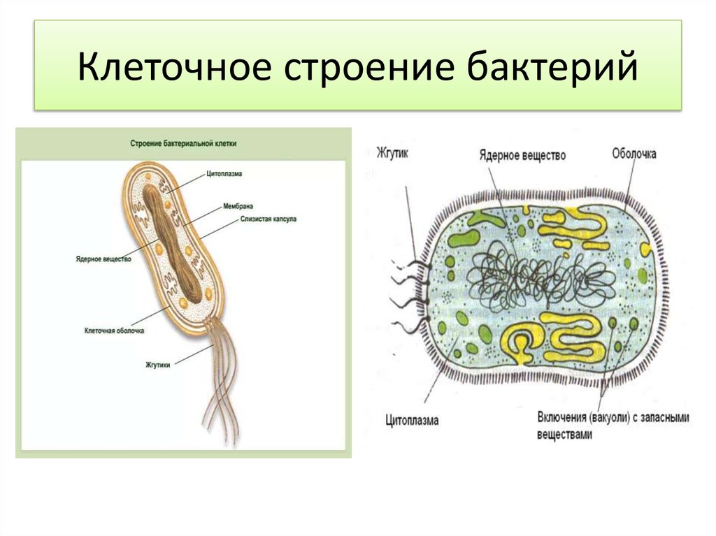 Огэ биология бактерии. Строение бактериальной клетки рисунок. Строение бактериальной клетки с органеллами. Строение бактериальной клетки 6 класс биология. Строение клетки бактерии 5 класс.