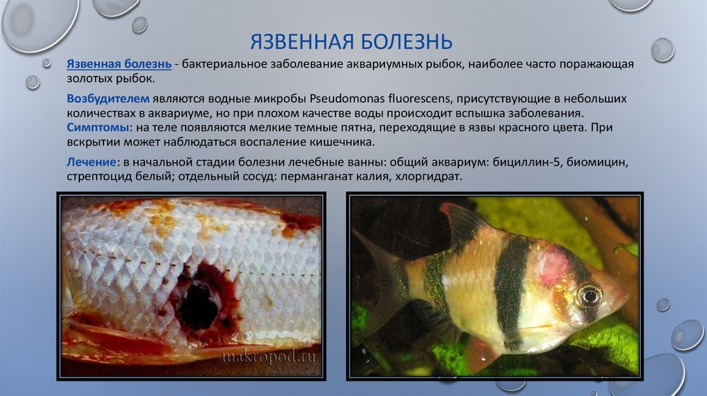 Болезни рыбок аквариумных фото и описание лечение