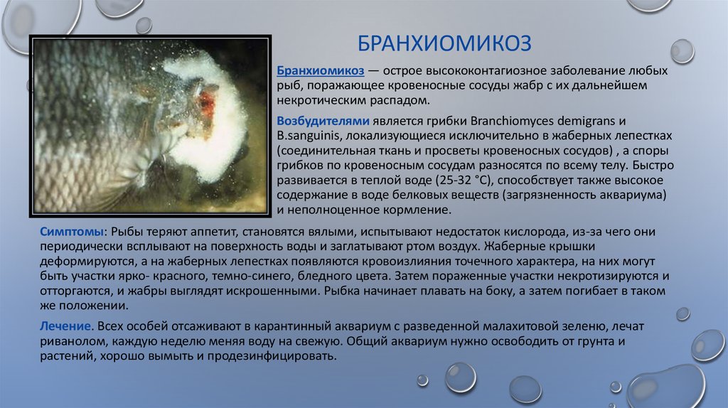 Инфекционные болезни рыб. Бранхиомикоз рыб возбудитель. Бранхиомикоз аквариумных рыбок. Бактериальные болезни рыб.