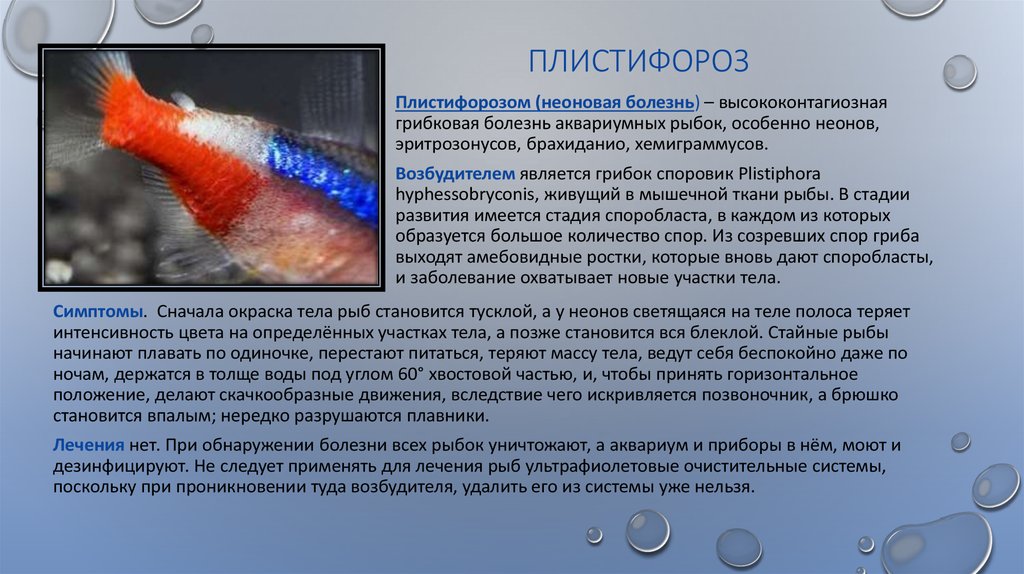 Патология жабер у человека. Болезни аквариумных рыб. Болезни аквариумных рыбок. Инфекционные заболевания у аквариумных рыб.