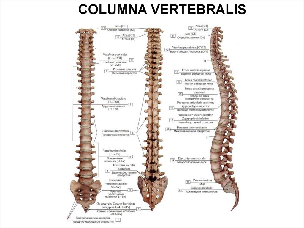 Костный позвоночник. Отделы позвоночного столба анатомия. Позвоночный столб анатомия на латыни. Кости Позвоночный столб анатомия. Кости позвонка анатомия латынь.