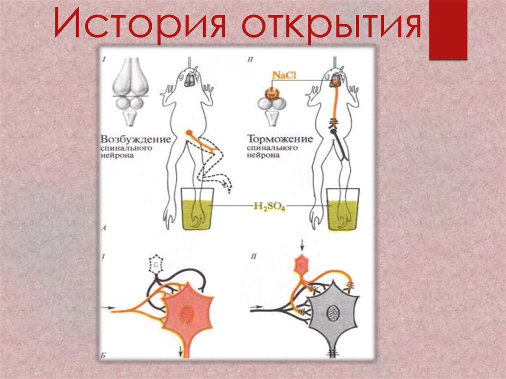 Схема торможения биология