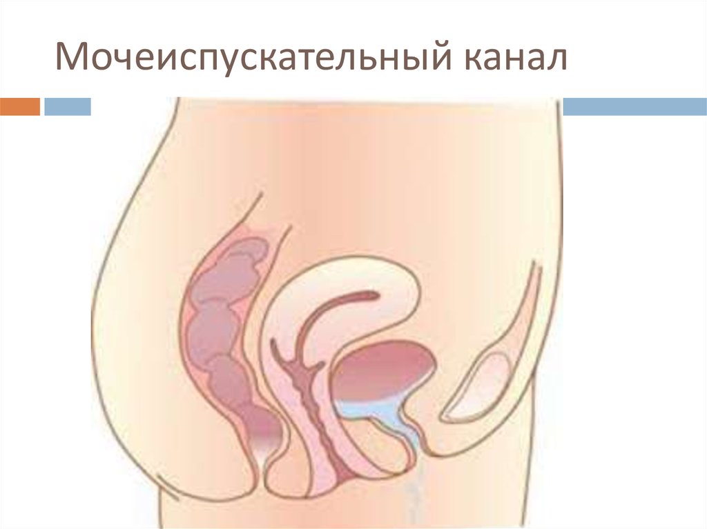 Мочеиспускательный канал