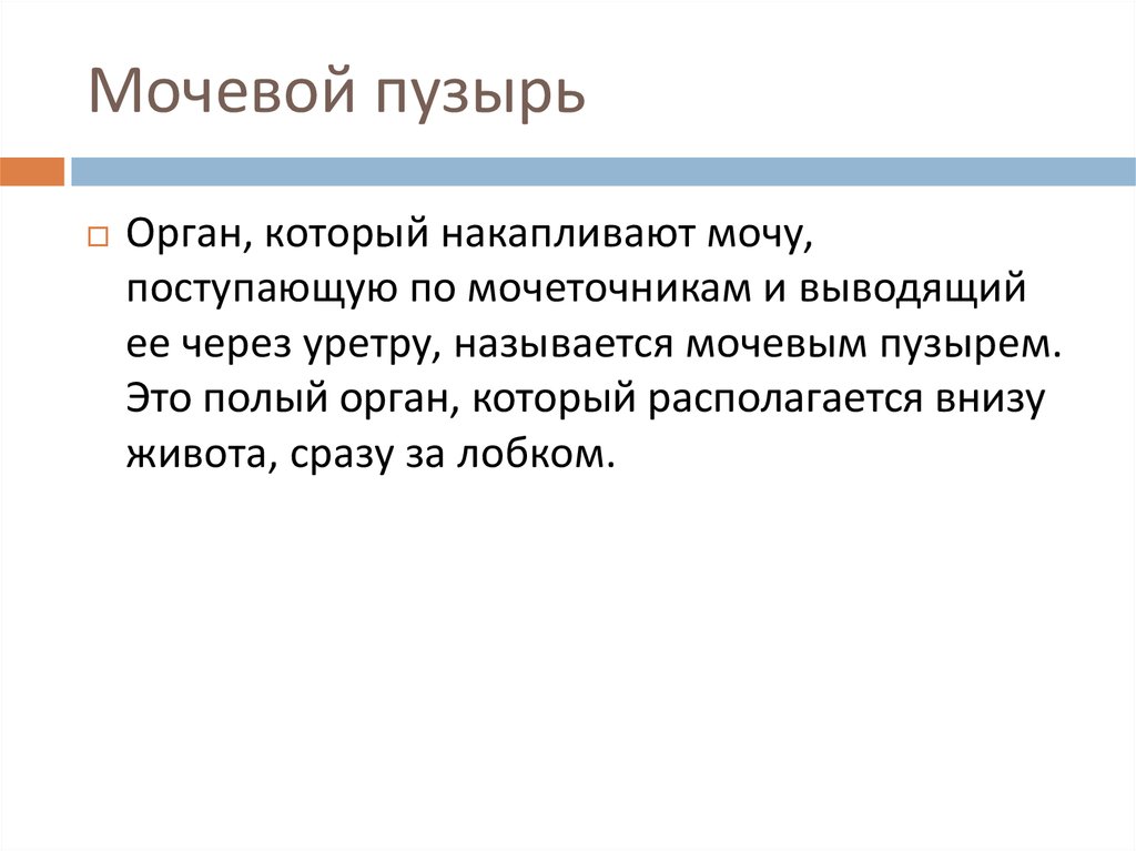 Мочевой пузырь