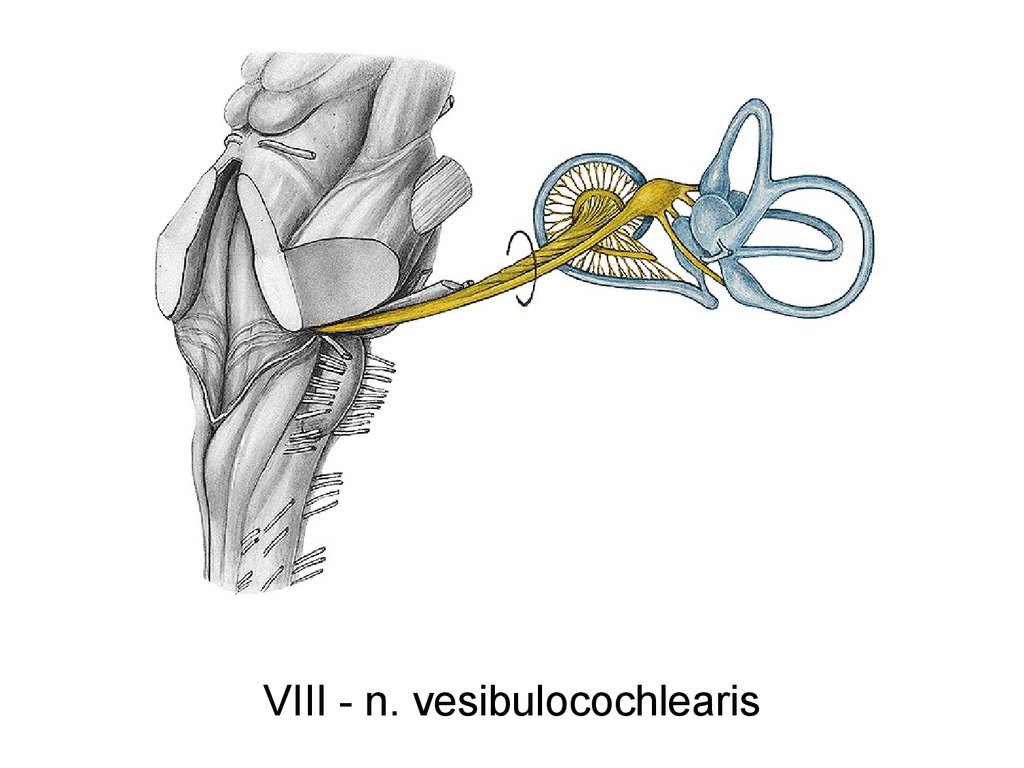 Строение вестибулярного нерва. Nervus vestibulocochlearis. Nervus vestibulocochlearis схема. Преддверно-улитковый нерв схема. Nervus vestibulocochlearis анатомия.