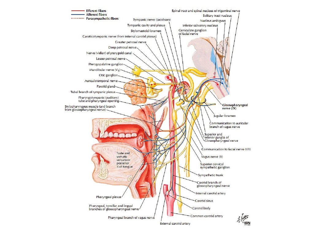 Ix черепного нерва. Схема языкоглоточного нерва анатомия. Языкоглоточный нерв анатомия схема. Иннервация языкоглоточного нерва схема. Ветви языкоглоточного нерва анатомия.