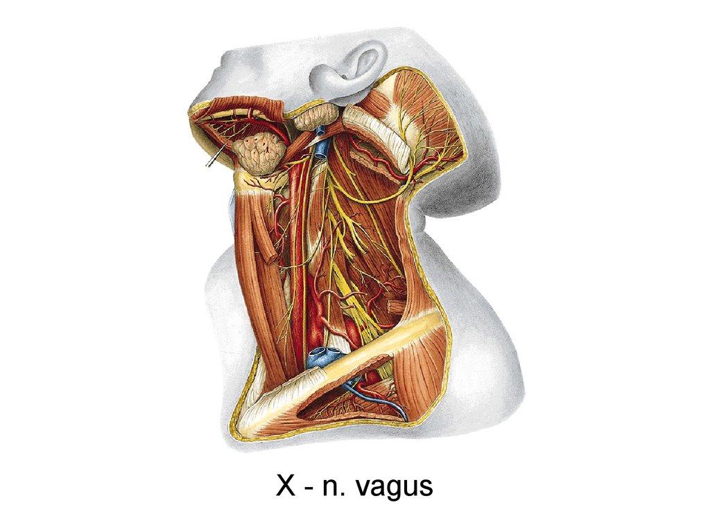 Вагус. Вагус нерв анатомия. Блуждающий нерв, n. Vagus. Nervus Vagus топография. Блуждающий нерв Неттер.