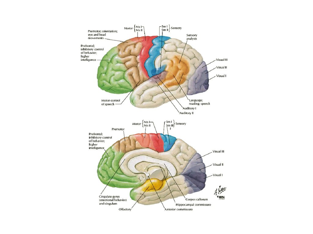 Cranial nerves - online presentation