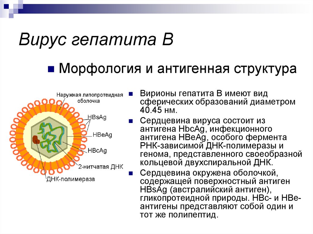 Гепатит ферменты. Строение вируса гепатита в. Строение вируса гепатита с биология. Характеристика вирусов гепатита структура. Структура вириона вируса гепатита в.