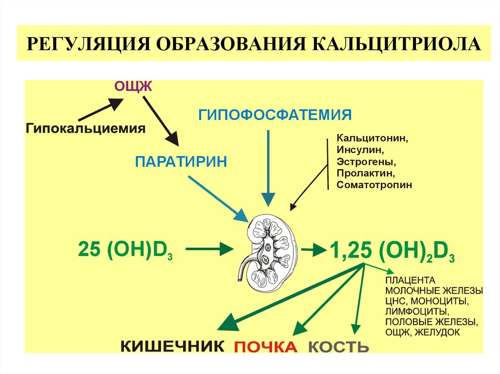 Механизм действия кальцитонина схема