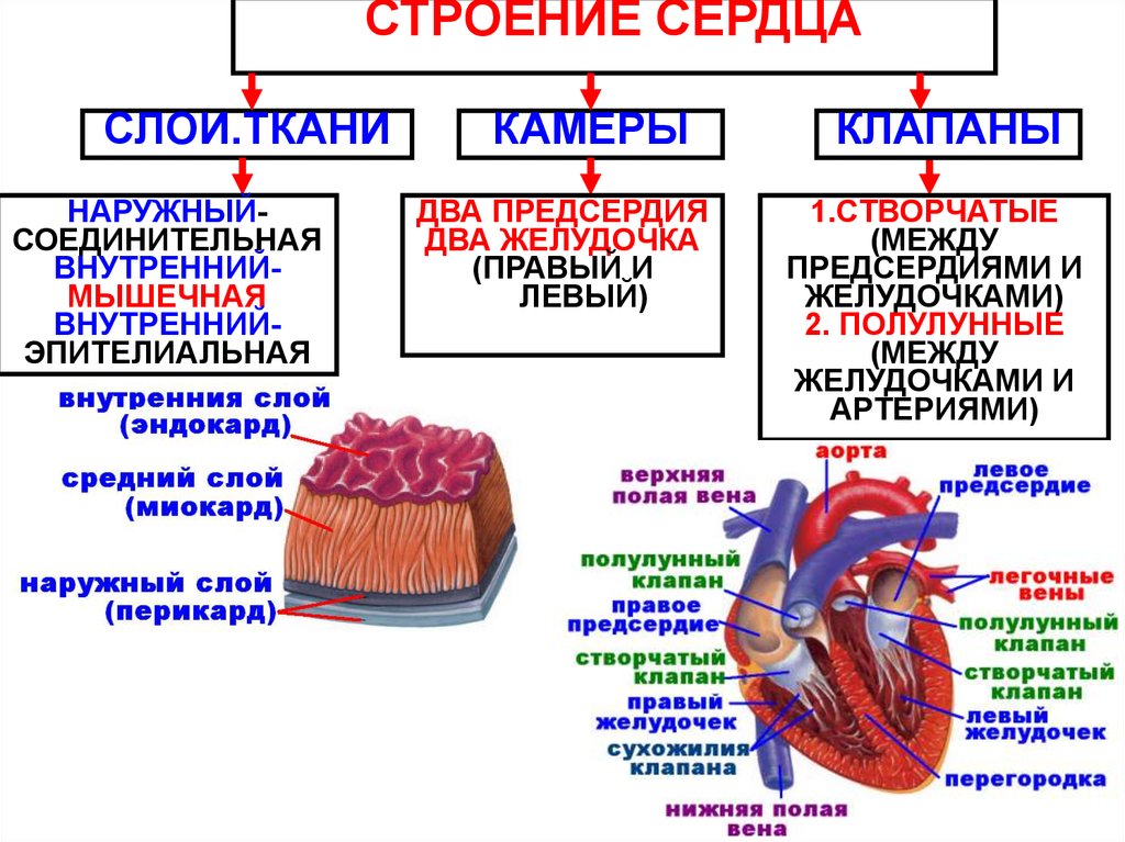 Кровь движется из предсердий в желудочки. Строение сердечной мышцы анатомия. Строение сердца 3 слоя. Строение стенки сердца анатомия схема. Строение стенки сердца миокард.