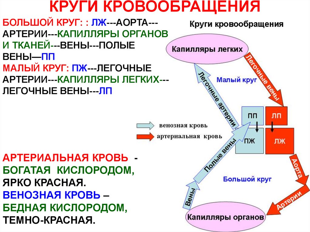 Круги кровообращения человека кратко и понятно схема