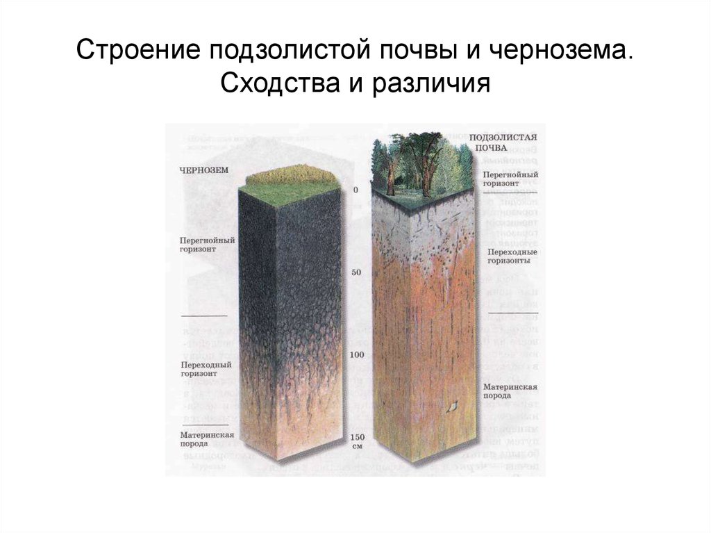 Подзолистый тип почвы. Схема генезиса подзолистых почв. Строение подзолистых почв. Генезис дерново-подзолистых почв. Морфология почв.