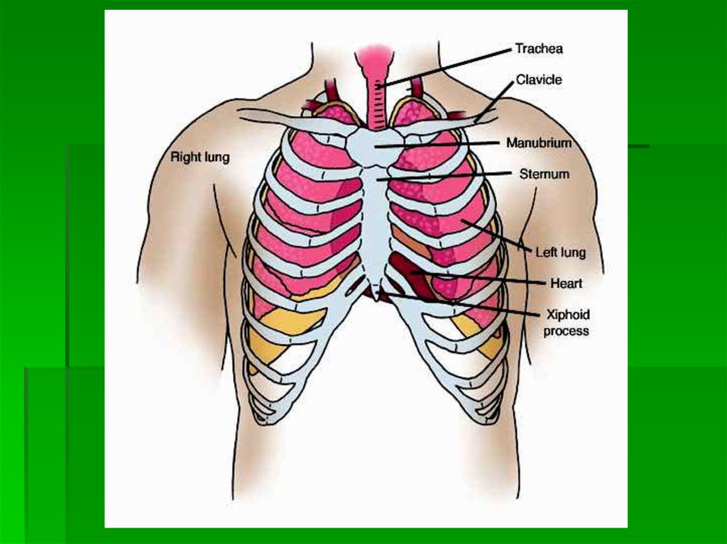 Органы под правой грудью. Легкие человека в грудной клетке. Легкие в грудной клетке расположение. Расположение сердца и ребер.