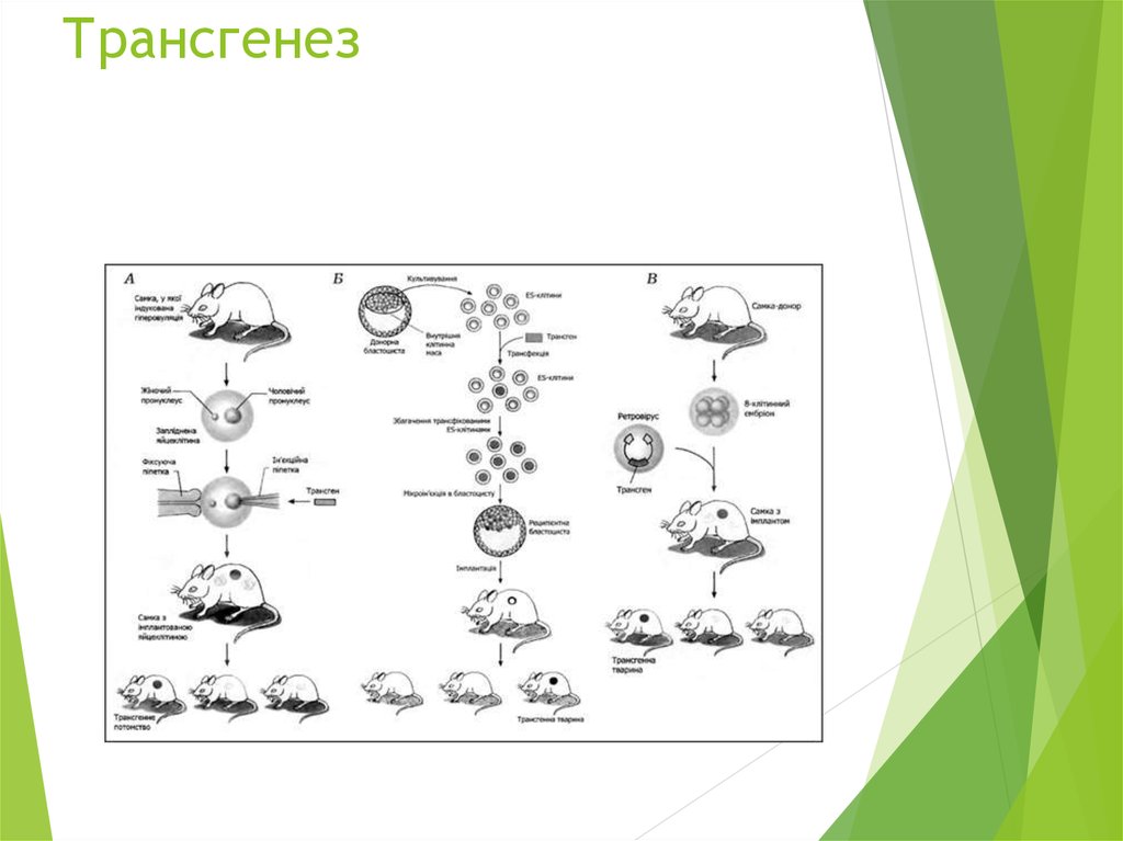 Схема получения трансгенного животного