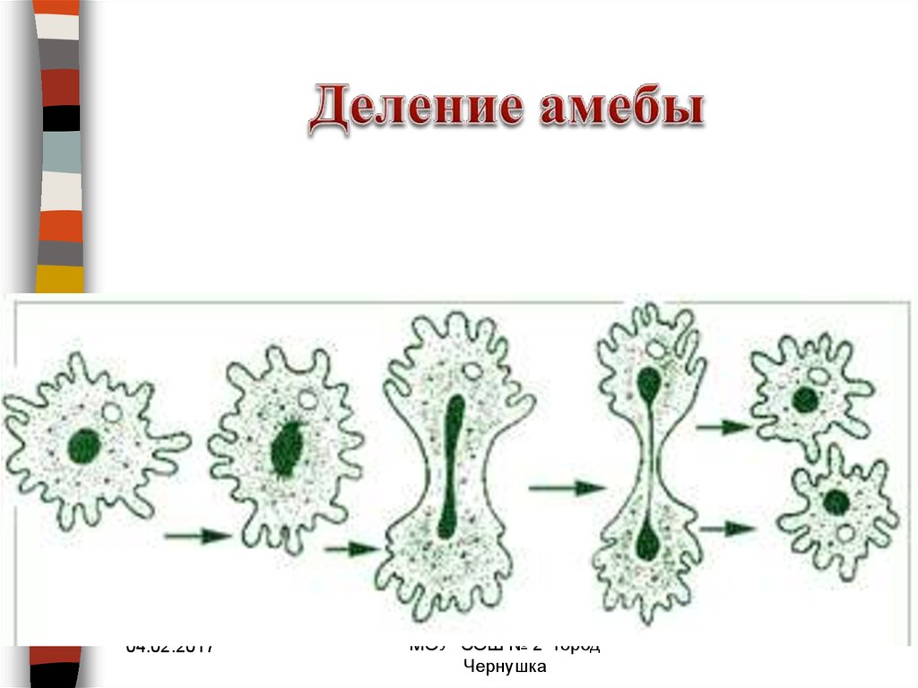 На рисунке изображено одно из проявлений жизнедеятельности амебы огэ по биологии